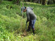 Planting seedlings (4)